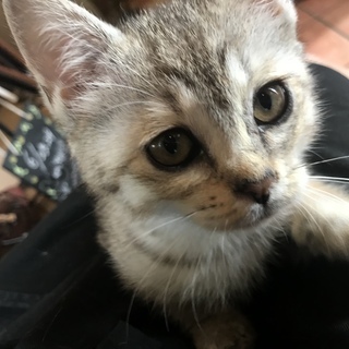 まるで「やまとなでしこ」に出てくるあの猫ちゃん👀💕