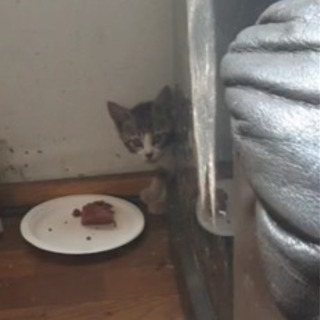 仔猫の里親さま募集です。
