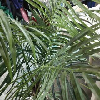 ［岩や 光触媒 観葉植物］：リサイクルショップヘルプの画像