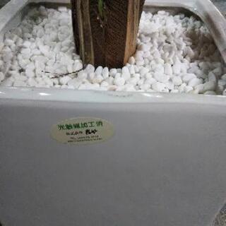 ［岩や 光触媒 観葉植物］：リサイクルショップヘルプの画像