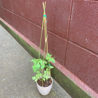 フウセンカズラ 植物苗