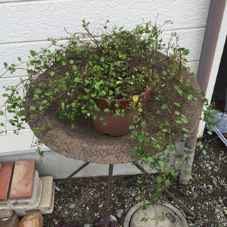 ワイヤープランツの画像