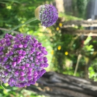 アリオでおしゃべり(お茶)しませんか
