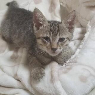 里親ｻﾝ、募集してます🍀