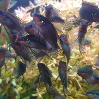 【熱帯魚・雄5匹4000円】Pel. ペルヴィカ クロミス タエ...