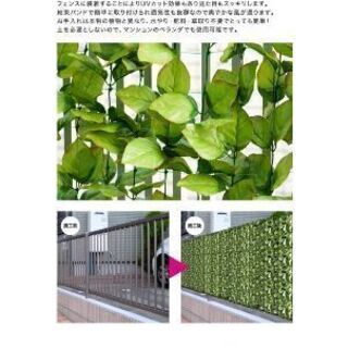 グリーンカーテン×2セット　神戸市