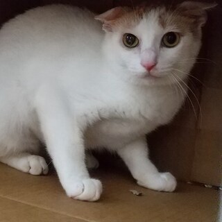 白茶母1才と３兄妹（3か月齢）