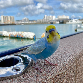 ⭐︎見つかりました⭐︎北谷インコ保護しました。