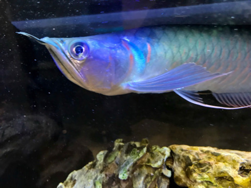 【美体】シルバーアロワナ 約30cm