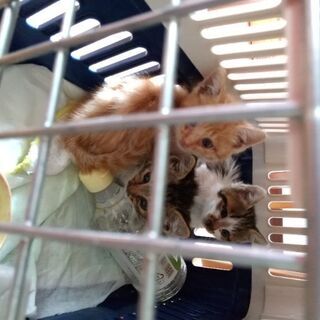募集終了