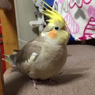 おかめインコ探してます