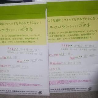 ルッコラの種