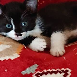 庭で保護した可愛い兄弟子猫です