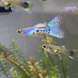 国産グッピー稚魚5匹❗️❗️❗️
