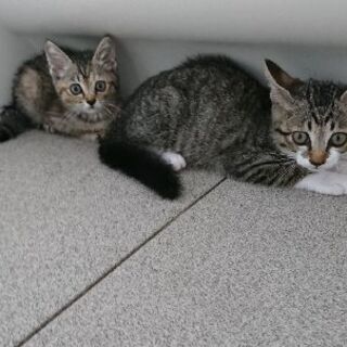 推定4月末生まれ 兄妹猫 もらってください
