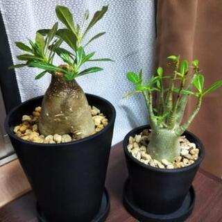 アデニウム 塊根植物 多肉植物 観葉植物