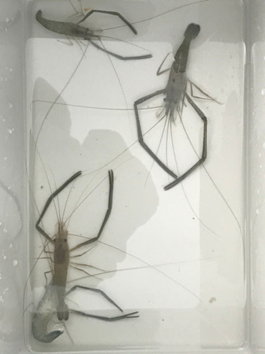 飼いませんか？