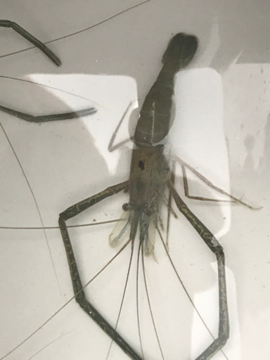 飼いませんか？