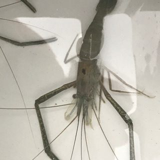 飼いませんか？