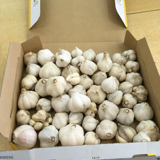 【農薬不使用】　越谷産　にんにく　S玉　2円