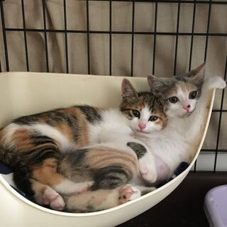 ３ヶ月の姉弟４匹の里親募集です。(一時中止いたします)