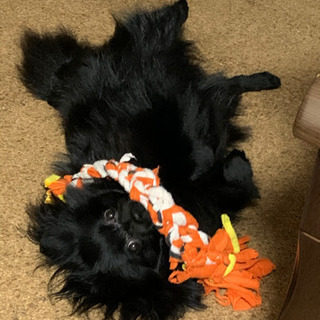 犬友になってください