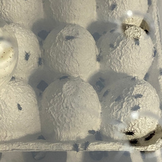 決まりました！餌用　コオロギ