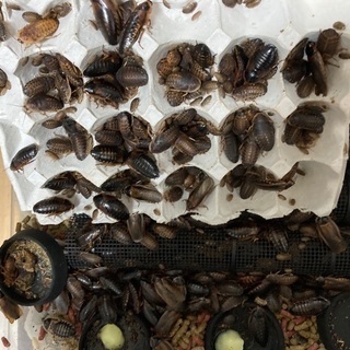 雫工房 フルセット！デュビア用飼育・繁殖ケージ 大型 二重底