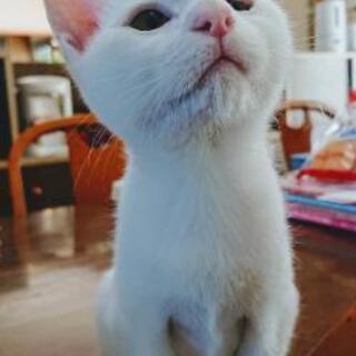 兄妹猫です《ありがとうございました決定しました》