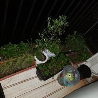 ※残り三鉢です！　家にある植木鉢　無料の画像