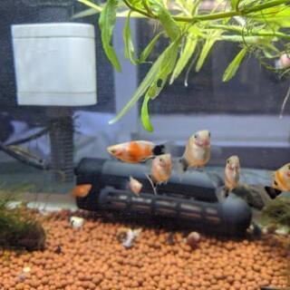 熱帯魚　卵胎生　レッドタイガーゼブラプラティ8匹妊婦入れます