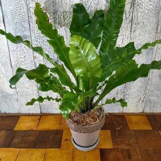 【観葉植物】  アスプレニウム 受皿付