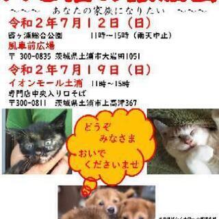 犬と猫の譲渡会