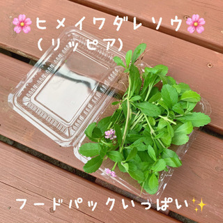 ★期間限定SALE★ ヒメイワダレソウ(リッピア) 植物苗 グラ...