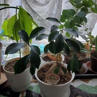 観葉植物