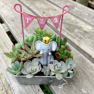★このまま飾れる★多肉植物 寄せ植え ぞうさん サーカス