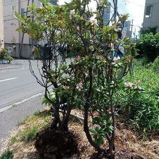 樹木の中古が安い！激安で譲ります・無料であげます｜ジモティー