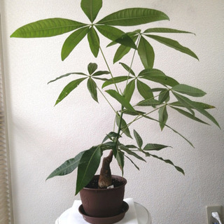 観葉植物　パキラ　3つ