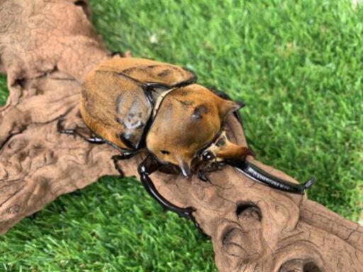 かぶと虫　カブトムシ　Megasoma elephas　エレファスゾウカブト