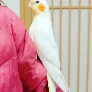 迷いインコ探しています②