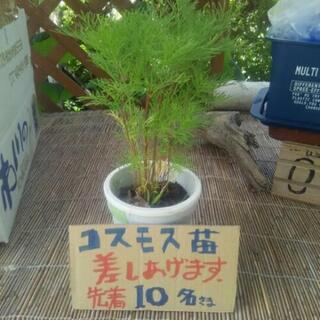 コスモス苗差し上げます