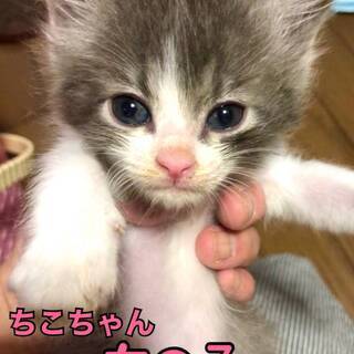 まんまる顔・子猫♪やさしい♪２か月