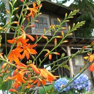 癒されます◎特に土質も選ばない丈夫で育てやすい苗★ヒメヒオウギズイセン・姫檜扇水仙の苗（1本）1本～10本程度まで購入可能の画像