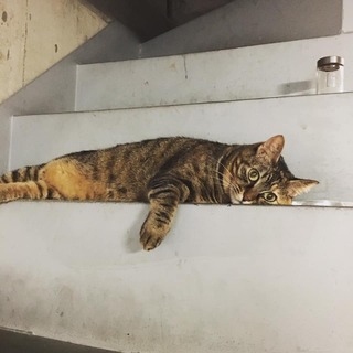 ＜7月22日＞わんちゃん、猫ちゃんの心と身体と魂のお話会は「夏の対策」！の画像