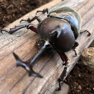 カブト虫　オスを探しています。