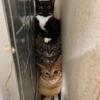 大人猫さん、里親さん募集🍀