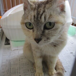 穏やかな大人の猫です。
