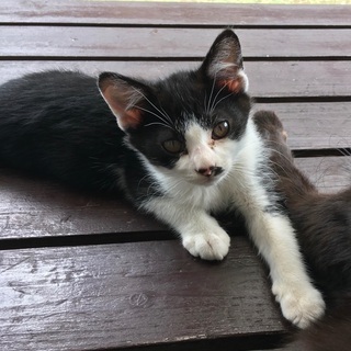里親決定！可愛い子猫の里親を探しています。