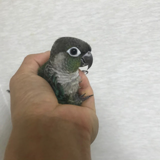 譲渡終了。幸せに暮らせよ！ウロコインコのメジロ 君