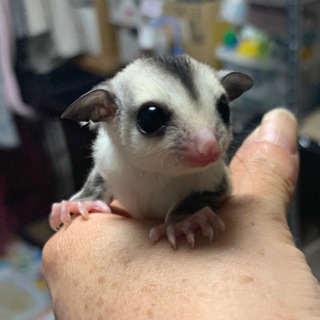 ペットハウス フクロモモンガ − 茨城県